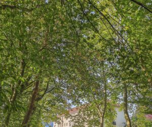 Photo du jardin de la libération