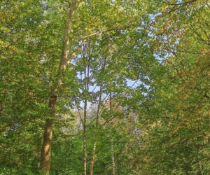 Photo du jardin de la libération