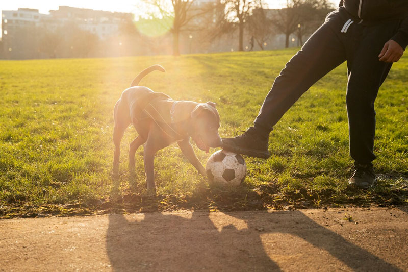Sensibilisation à la sécurité canine : prévention des morsures pour les enfants