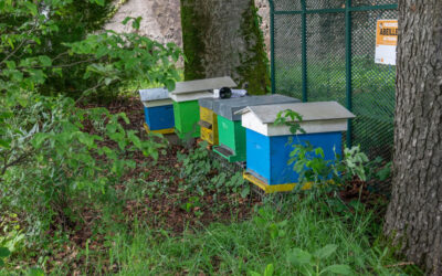 Ruche connectée : En savoir plus sur les abeilles