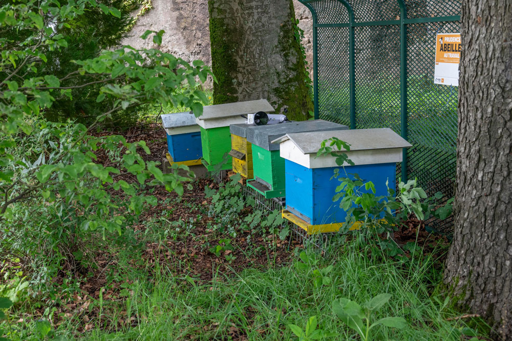 Ruche connectée : En savoir plus sur les abeilles