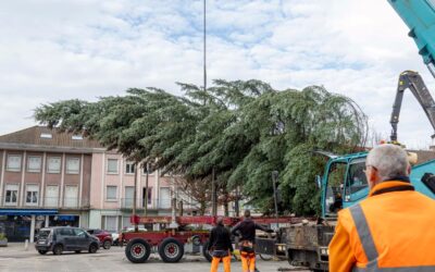 Le sapin est en place !