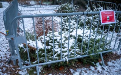 Une collecte de sapins parking KAFE !