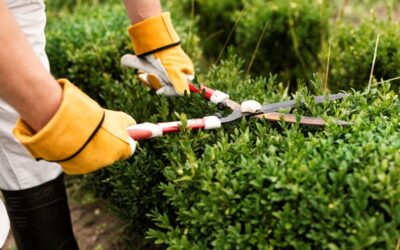 Entretenez vos arbres et haies avant l’arrivée du printemps