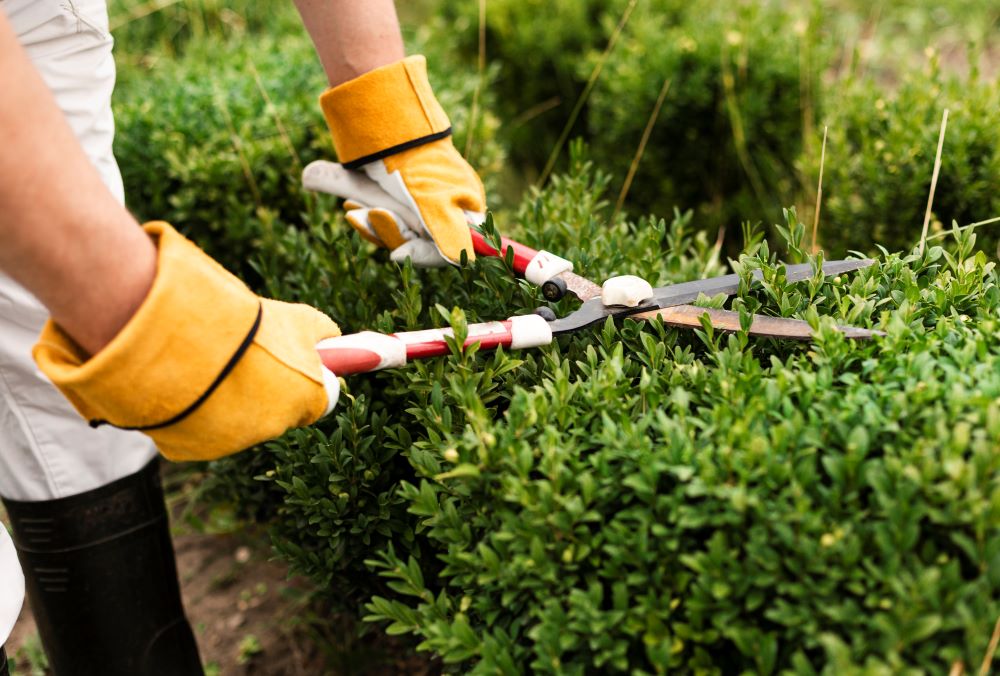 Entretenez vos arbres et haies avant l’arrivée du printemps
