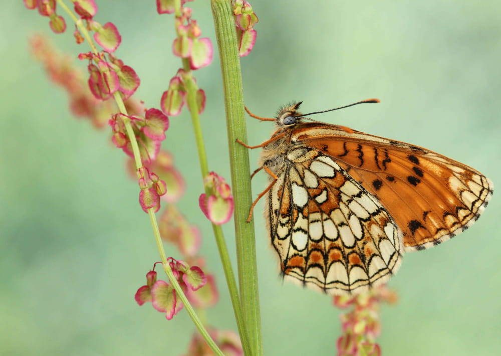 Les papillons des Vosges