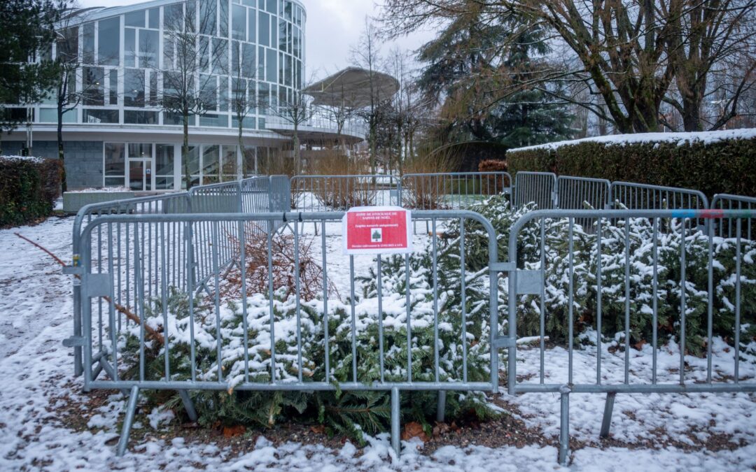 Des aires de stockage pour les sapins de Noël